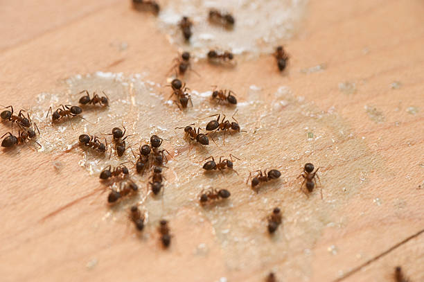 Best Pest Control Near Me in Mexia, TX